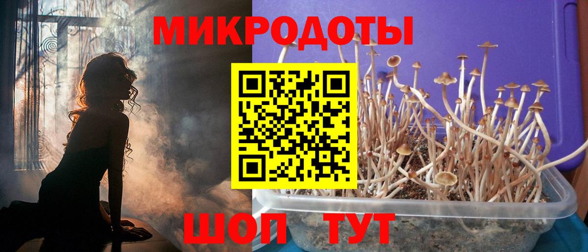 Псилоцибиновые грибы Psilocybe Шатура