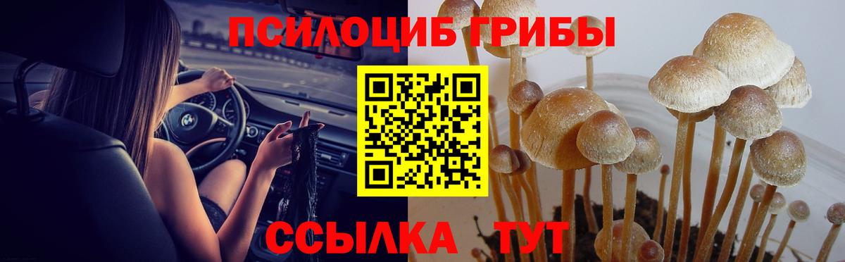 Шатура  Псилоцибиновые грибы Cubensis  Вход с VPN 